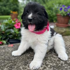 Belle (Pink) - White and black female Karakachan puppy in Franklin, Pennsylvania from Harvest Plantation