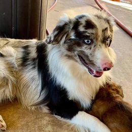 Cowboy - Miniature Australian Shepherd