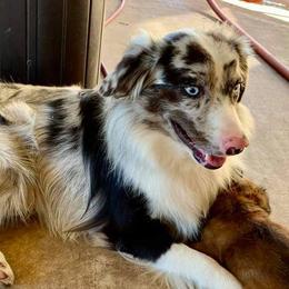 Cowboy - Miniature Australian Shepherd