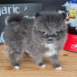 Pepper's The Fate of Ophelia - Ophelia - Blue female Pomeranian puppy in Plant City, Florida from Pepper's Pomeranians