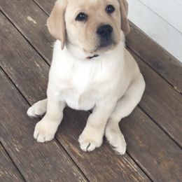Labrador Retriever Puppies from Bellamies Labradors