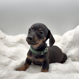 Green - Black and tan male Dachshund puppy in Goodyear, Arizona from AZ Royal Doxies llc
