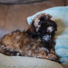 Reba - Brown female Shichon puppy in House Springs, Missouri from Teddy Bear Cuddles