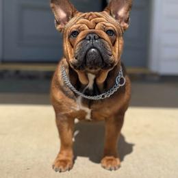 Tawny - French Bulldog