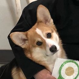 Rupert - Pembroke Welsh Corgi