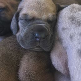Iris- purple collar - Fawn female Great Dane puppy in Gainesville, Georgia from DeBruce Danes