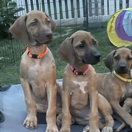 Rhodesian Ridgebacks from Fisher’s Rhodies
