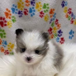 Pomeranian Puppies from My Star Pomeranian’s