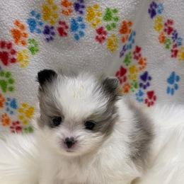 Pomeranian Puppies from My Star Pomeranian’s