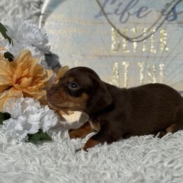 Monica - Chocolate and tan female Dachshund puppy in Colbert, Oklahoma from Brooke Crenshaw