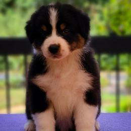 Boy 1 - Black tri-color Australian Shepherd puppy in Maryland from Lake Shore Australian Shepherds