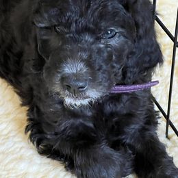 Havanese, Poodle, and Sheepadoodle Puppies from KK's Doodles and Havanese