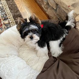 Biewer Terrier Puppies from Southern Star Biewers