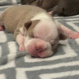 Boy 4 - Lilac male Boston Terrier puppy in Red Rock, Arizona from Cortes Boston Terriers