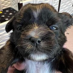 Lt. blue - Carrie Underwood - Black and white female Shorkie puppy in Mays Landing, New Jersey from Fancy Paws Shorkies & Shih Tzus