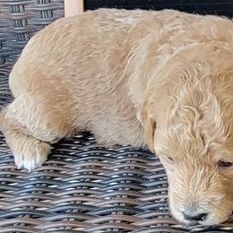 Pink Girl - Natasha - Apricot Goldendoodle puppy in Eagle Mountain, Utah from Our Little Doodles