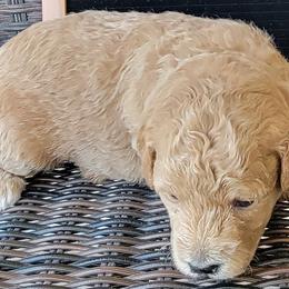 Pink Girl - Natasha - Apricot Goldendoodle puppy in Eagle Mountain, Utah from Our Little Doodles