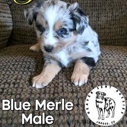 Pablo - Blue merle male Miniature Australian Shepherd puppy in Jaroso, Colorado from Heaven Sent Aussies
