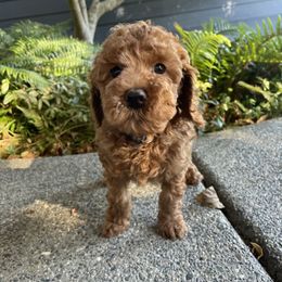 Goldendoodle Puppies from Oregon Doodle