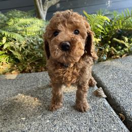 Goldendoodle Puppies from Oregon Doodle