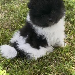 Girl 1 - Blue parti female Pomeranian puppy in Vermont from Poms All Day
