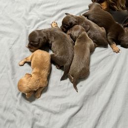 Dachshund Puppies from Johnson’s Weiner Farm