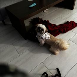 Shih Tzus, Shorkies, and Yorkshire Terriers from Tiny Tales Co.