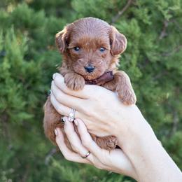 Boy 3 - male Goldendoodle puppy in Seymour, Missouri from Grace Acres Puppies