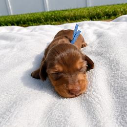 Girl 3 - Wild boar and cream female Dachshund puppy in Jacksonville, Florida from Rebecca Edwards