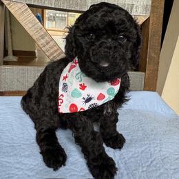 Betsy - Black female Poodle puppy in Canfield, Ohio from Poo's Doo's & Inu's