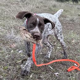 German Shorthaired Pointer Puppies from Fireheart German Shorthaired Pointers