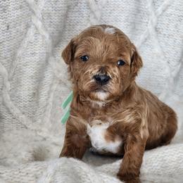 Toffee - Apricot male Poodle puppy in Hoagland, Indiana from Kandyland Kennels