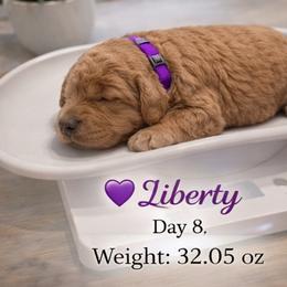 Liberty- Red Pure Poodle, Smaller Standard Poodle - Red  female Poodle puppy in Sacramento, California from Robinsnest Poodles