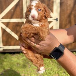 Iris - Red female Bernedoodle puppy in Greenville, Texas from Doodles of Promise