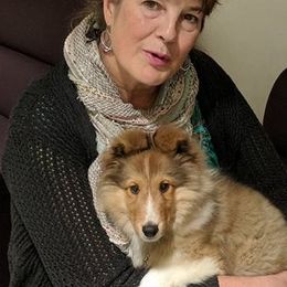 Shetland Sheepdog Puppies from September Morning Shelties