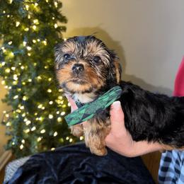BOY 1 - Black and tan male Yorkshire Terrier puppy in Loganville, Georgia from The Doggy Empire