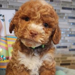 Lorex- Dr suess littter - Red male Labradoodle puppy in Phelan, California from Family Doodles