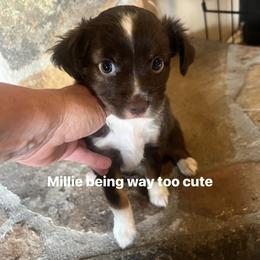 Miniature Australian Shepherd Puppies from Enchanted Oaks mini/toy Aussies