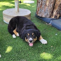 Seal - Seal male Border Collie puppy in Morgan, Texas from Shooting Star Ranch