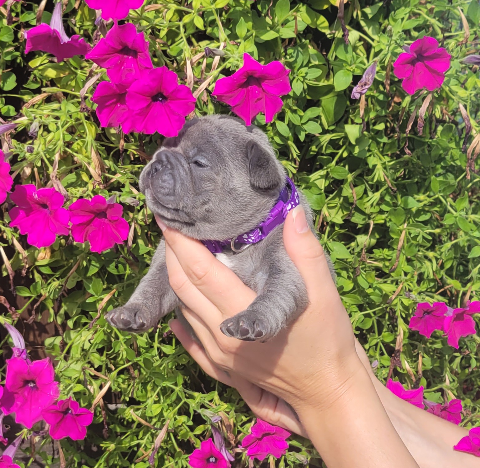 French Bulldog Puppies from Zoomie Time Frenchies