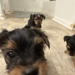 Yorkshire Terrier Puppies from PUPS “ R” US
