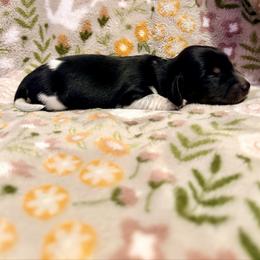 Casanova - Piebald male Dachshund puppy in Nampa, Idaho from 208 Wiener Wiggle Butts LLC