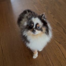 Blossom - Pomeranian