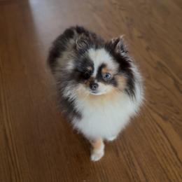 Blossom - Pomeranian
