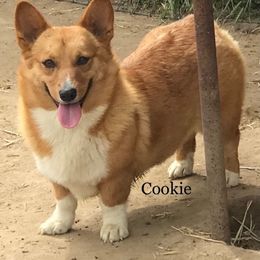 Cookie - Pembroke Welsh Corgi
