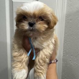 Mochi - Gold and white male Shorkie puppy in San Tan Valley, Arizona from Great Mates