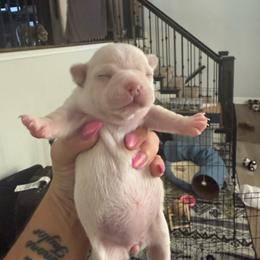 Girl 1 Skye (French Bulluahua) - Cream and white female Chihuahua puppy in Lees Summit, Missouri from Divine K9s LLC