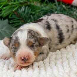 Rowen - Blue merle female Miniature Australian Shepherd puppy in Granbury, Texas from Best Little Aussies
