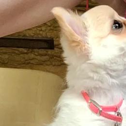 Australian Shepherds and Chihuahuas from RockyTop Hearts