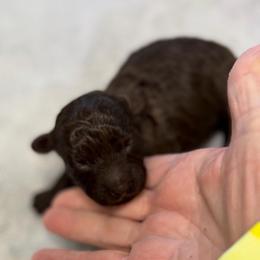 Pattie - Brown female Poodle puppy in Sarasota, Florida from Paradise Poodles